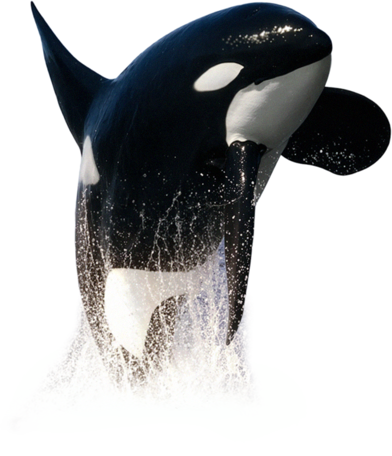 Orca