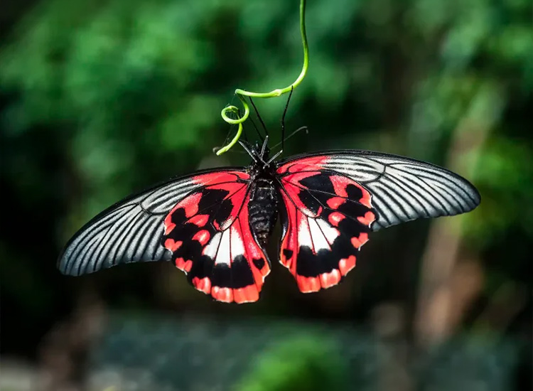Butterfly Gardens Bundle